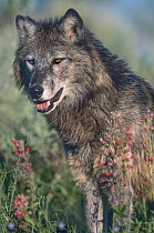Gray Wolf (Canis lupus), native to North America