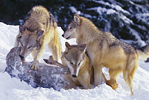 Gray Wolf (Canis lupus) trio feeding on Mule Deer (Odocoileus hemionus) carcass, native to North America