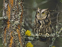 Western Screech Owl (Megascops kennicottii), North America