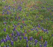 Texas Bluebonnet (Lupinus texensis) and Paintbrush (Castilleja sp) flowers, Texas