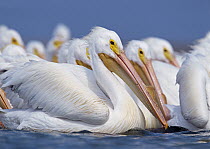 American White Pelican (Pelecanus erythrorhynchos) flock, North America