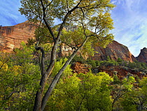 Cottonwood (Populus sp) trees and mountains, Zion National Park, Utah