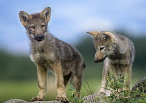 Gray Wolf (Canis lupus) pups, native to North America