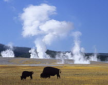 American Bison (Bison bison) mother and calf grazing near geothermal hot springs, Fountain Paint Pot, Yellowstone National Park, Wyoming
