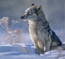 Gray Wolf (Canis lupus) in snow, native to North America