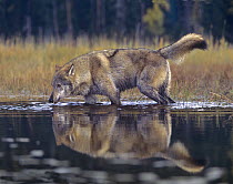 Gray Wolf (Canis lupus) in lake, native to North America