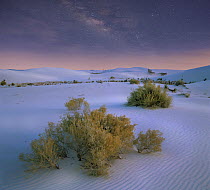 Shrubs in sand dunes, White Sands National Park, New Mexico