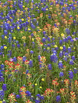 Sand Bluebonnet (Lupinus subcarnosus) and Paintbrush (Castilleja sp) flowers, Texas