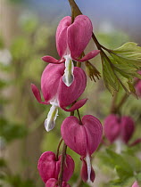 Common Bleeding Heart (Dicentra spectabilis) flowers, North America