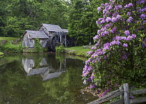 Rhododendron (Rhododendron sp)flowering at Mabry Mill, a restored sawmill, Blue Ridge Parkway, Virginia