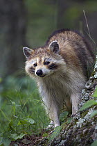 Raccoon (Procyon lotor), native to North America