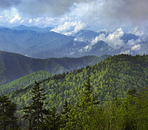 Mixed forest, Clingman's Dome, Great Smoky Mountains National Park, Tennessee