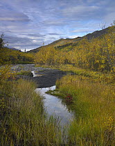 Creek in autumn, Klondike River, Ogilvie Mountains, Tombstone Territorial Park, Yukon, Canada
