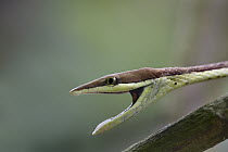Brown Vine Snake (Oxybelis aeneus) in defensive posture, South America