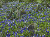 Sand Bluebonnet (Lupinus subcarnosus) flowers and Opuntia (Opuntia sp) cacti, Texas