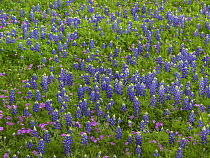 Sand Bluebonnet (Lupinus subcarnosus) and Pointed Plox (Phlox cuspidata) flowers, Texas