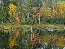 Trees along lake in autumn, Algonquin Provincial Park, Ontario, Canada