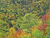 Deciduous forest in autumn, Steestachee Bald Overlook, Blue Ridge Parkway, North Carolina