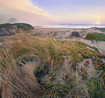 Grasses in coastal sand dunes, Morro Rock, Morro Bay, California