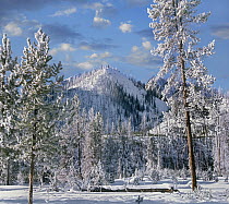 Conifers in winter, Yellowstone National Park, Wyoming