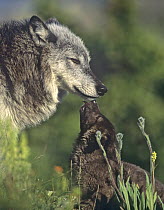 Gray Wolf (Canis lupus) pup greeting mother, native to North America