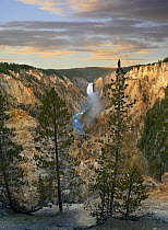 Conifers and Lower Yellowstone Falls, Yellowstone River, Grand Canyon of Yellowstone, Yellowstone National Park, Wyoming
