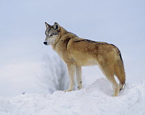 Gray Wolf (Canis lupus) in snow, native to North America