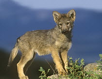Gray Wolf (Canis lupus) pup, native to North America