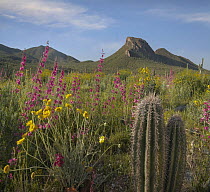 Saguaro (Carnegiea gigantea) cactus and wildflowers, Gonzales Pass, Superior, Arizona
