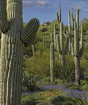 Saguaro (Carnegiea gigantea) cacti and Lupine (Lupinus sp) flowers, Gonzales Pass, Superior, Arizona