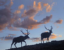 Elk (Cervus elaphus) bulls, Rocky Mountain National Park, Colorado