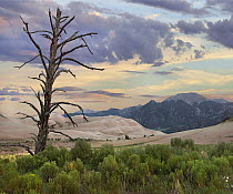Dead tree, sand dunes, and mountains, Great Sand Dunes National Park, Colorado