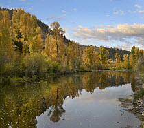 Cottonwood (Populus sp) trees in autumn, Blue River, Colorado