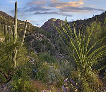 Ocotillo (Fouquieria splendens) and Saguaro (Carnegiea gigantea) cacti, Santa Catalina Mountains, Arizona