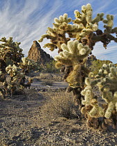 Teddy Bear Cholla (Cylindropuntia bigelovii) cacti, Crater Range, Arizona