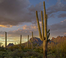Saguaro (Carnegiea gigantea) cactus with holes made by woodpeckers, Tucson Mountains, Arizona