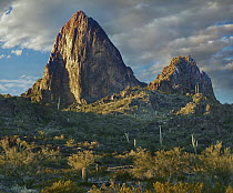 Saguaro (Carnegiea gigantea) cacti and mountains, Picacho Peak State Park, Arizona