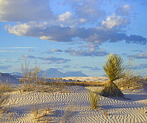 Yucca (Yucca sp) in sand dune, White Sands National Park, New Mexico
