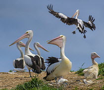 Australian Pelican (Pelecanus conspicillatus) colony, Penguin Island, Australia