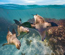 Australian Sea Lion (Neophoca cinerea) trio, Coral Coast, Australia