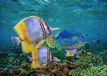 Butterflyfish (Chaetodon sp) group and male Horned Boxfish (Lactoria cornuta), Coral Coast, Australia