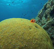 Anemonefish (Amphiprion sp) and coral, Apo Island, Philippines