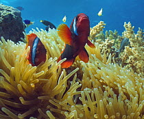 Anemonefish (Amphiprion sp) pair in sea anemone, Negros Oriental, Philippines