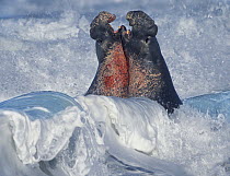 Northern Elephant Seal (Mirounga angustirostris) bulls fighting in surf, Piedras Blancas, California