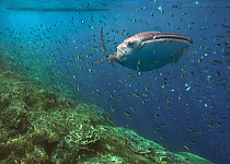Whale Shark (Rhincodon typus) and reef fish, Philippines