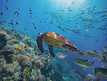 Green Sea Turtle (Chelonia mydas) and Cavalla (Caranx sp) school in coral reef, Balicasag Island, Philippines