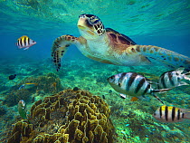 Green Sea Turtle (Chelonia mydas) and Sergeant Major Damselfish (Abudefduf saxatilis) group, Negros Oriental, Philippines * composite image *