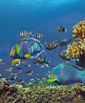 Parrotfish (Scaridae), Damselfish (Chromis sp), Sergeant Major Damselfish (Abudefduf saxatilis), Basslet (Pseudanthias sp), and Anemonefish (Amphiprion sp) school, Bohol Island, Philippines