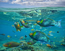 Parrotfish (Scaridae), Damselfish (Chromis sp), Sergeant Major Damselfish (Abudefduf saxatilis) and Basslet (Pseudanthias sp) school, Negros Oriental, Philippines