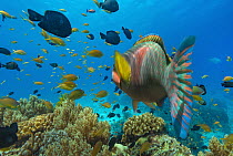 Parrotfish (Scaridae), Surgeonfish (Acanthurus sp), and Basslet (Pseudanthias sp) school, Balicasag Island, Philippines